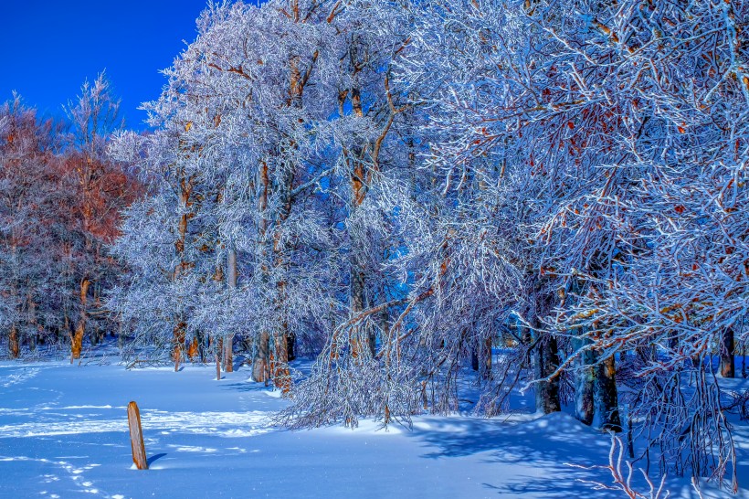 冬季蒼茫的白色雪景圖片