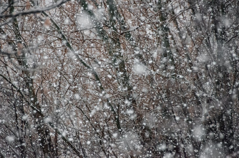 紛紛揚(yáng)揚(yáng)的雪花圖片