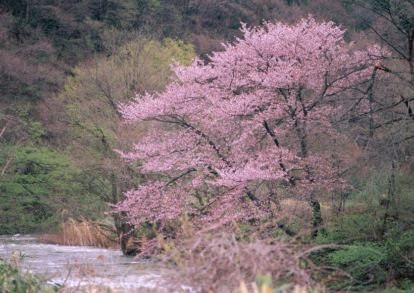 春季风景如画图片