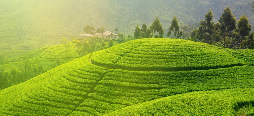 丘陵茶園景色圖片