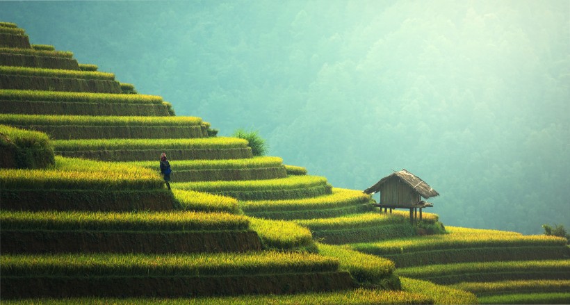 層疊的綠色梯田風(fēng)景圖片