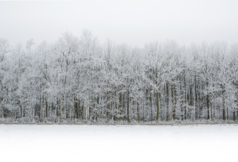 雪中的枝桠图片