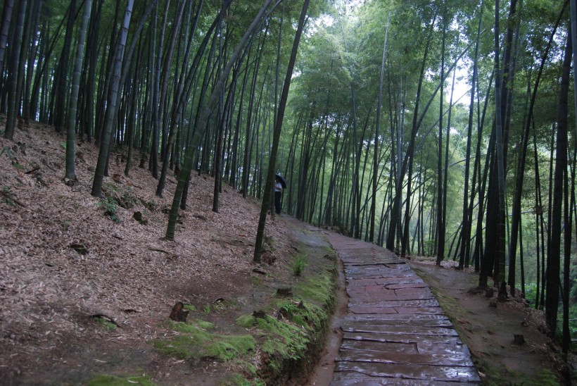 竹海風景圖片