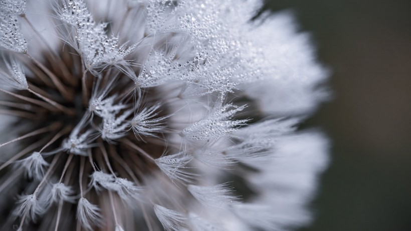 冬季雪后冰花風(fēng)景圖片