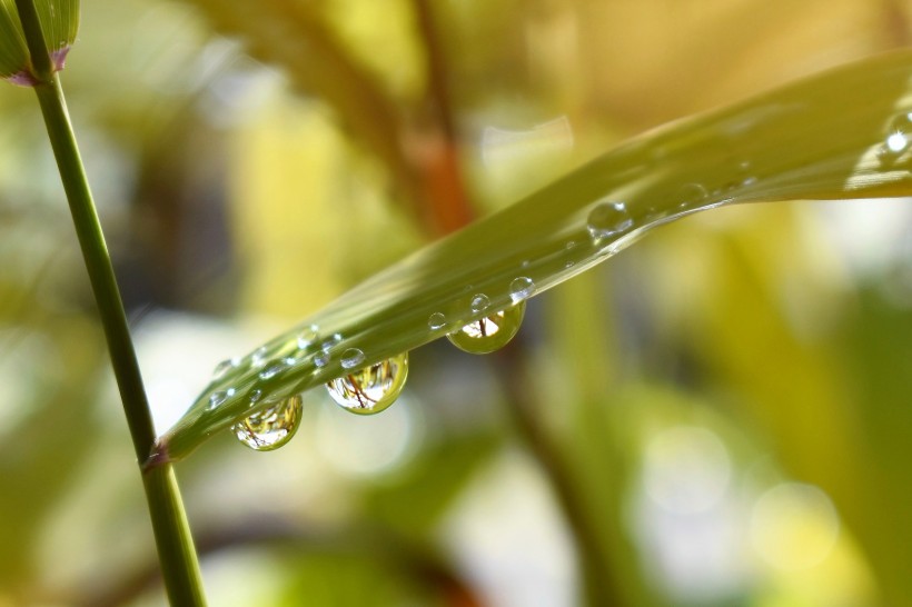 清晨的露水图片