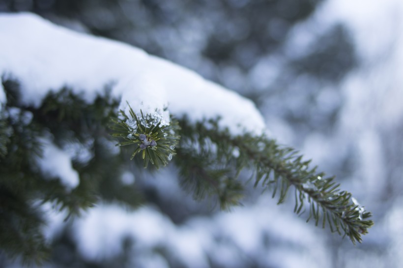 美丽的雪景图片