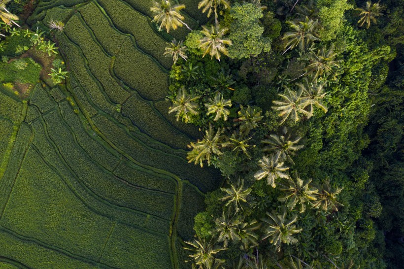 层层叠叠的绿色梯田风景图片