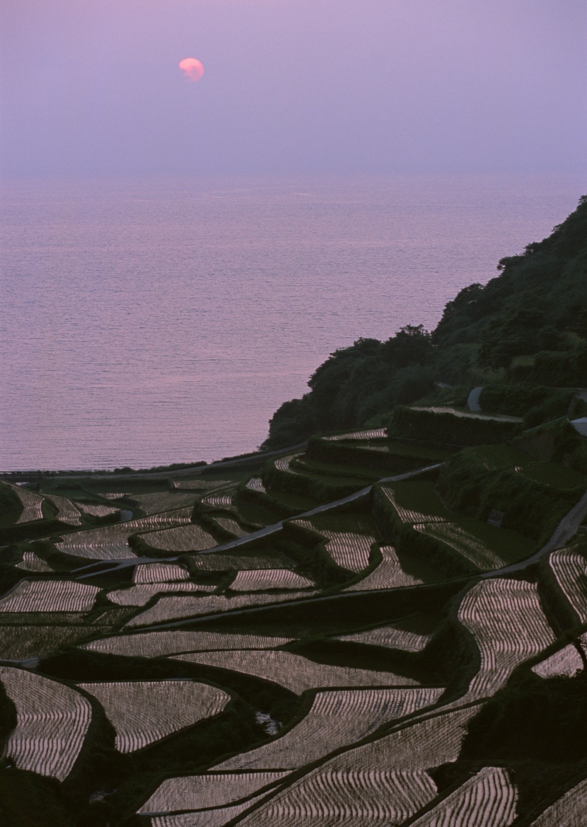 夕阳下的梯田图片