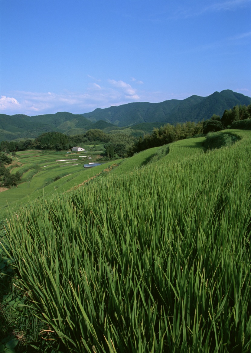 梯田图片