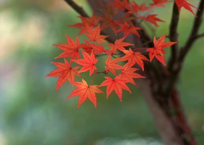 秋日的紅葉圖片