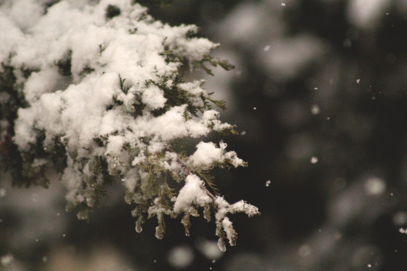 皎潔的雪花圖片