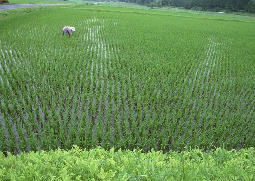 綠色稻田圖片