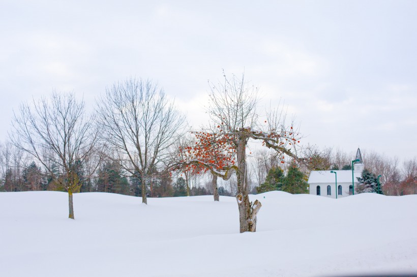 唯美白色雪景圖片