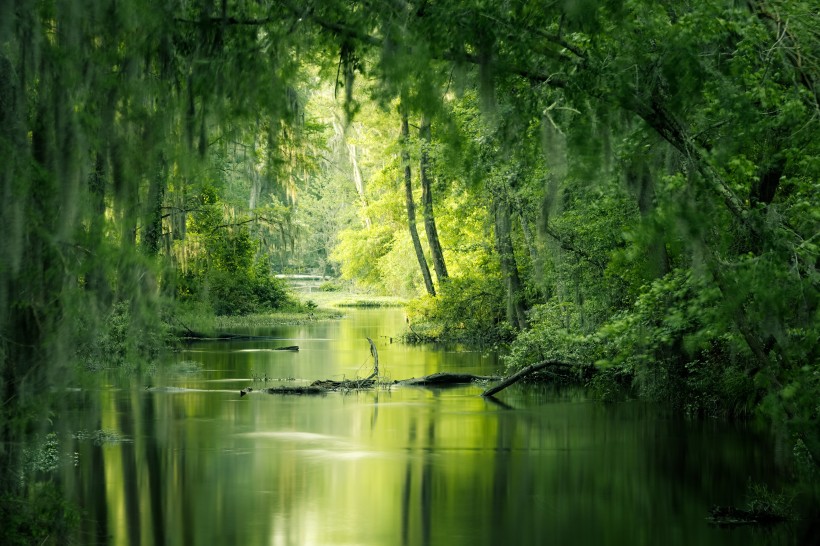 湿润的沼泽风景图片