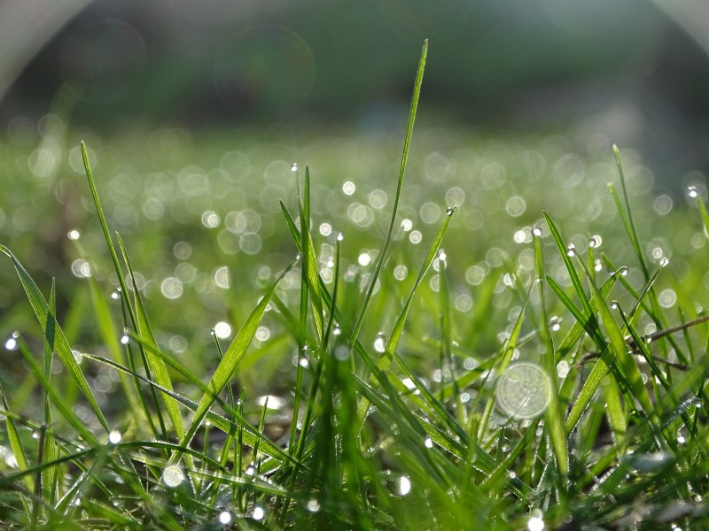 雨后的草叢圖片