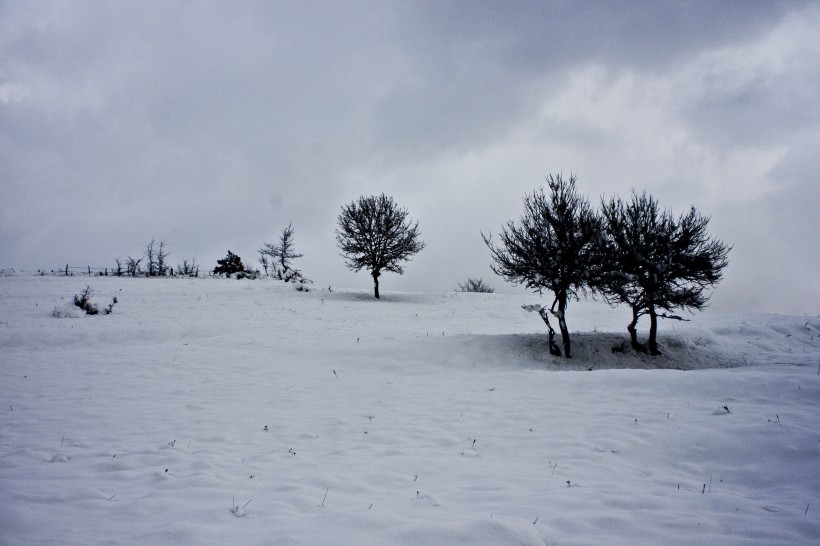 唯美白色雪景圖片