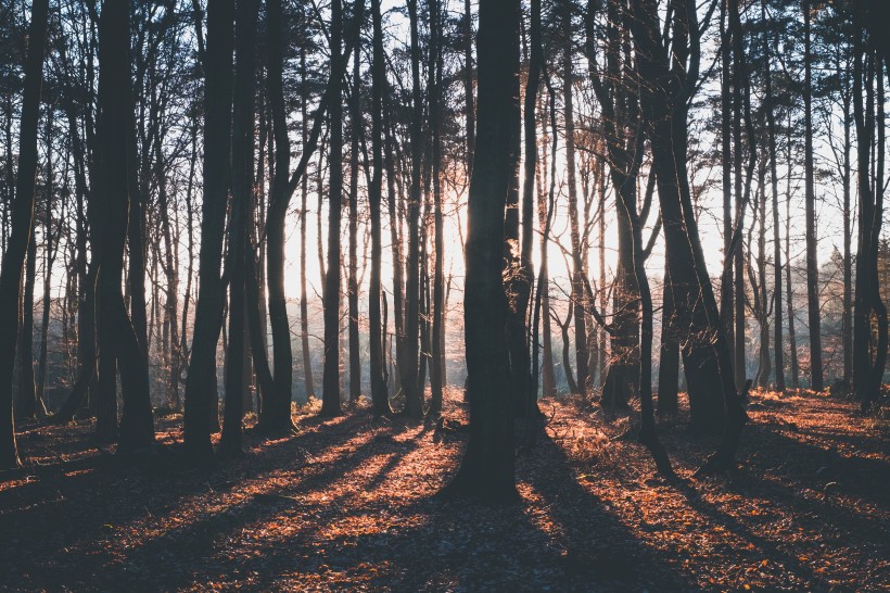 清晨的樹林圖片