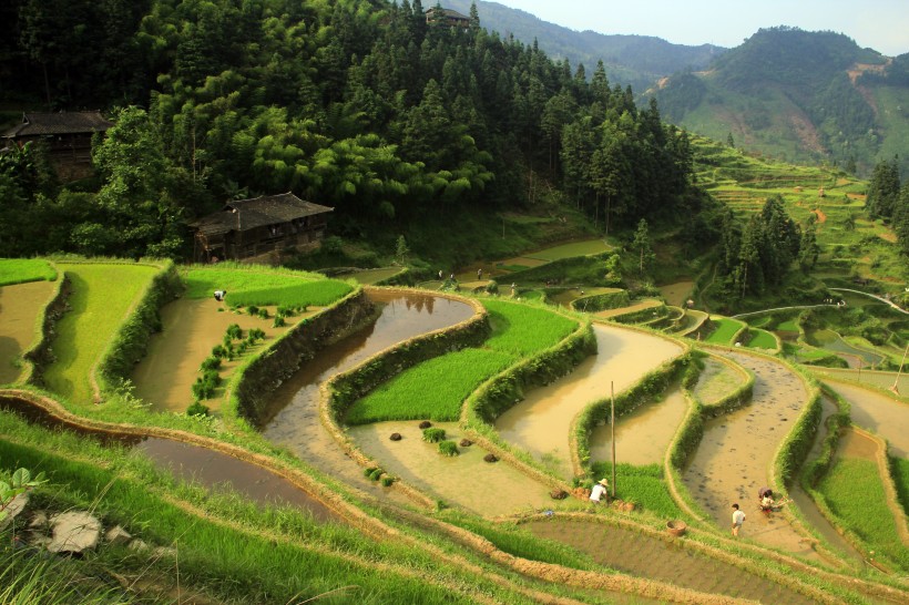 壯觀的梯田風(fēng)景圖片