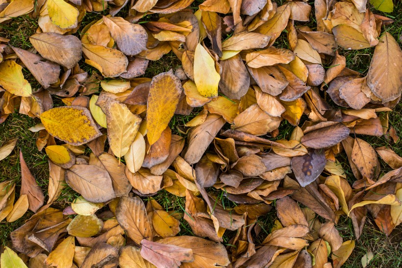 秋季凋零的枯黄落叶图片