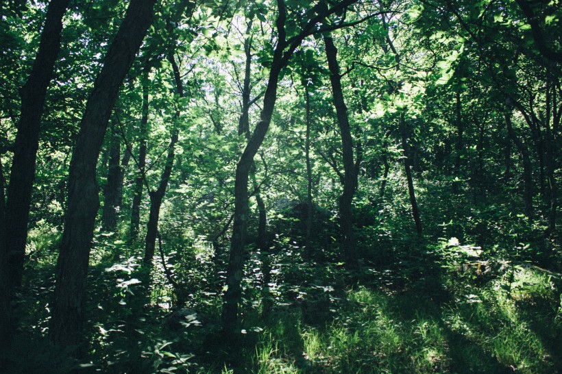 地球之肺綠色森林自然風(fēng)景圖片