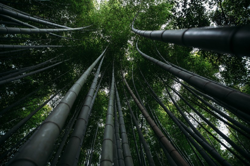 优美的竹林风景图片