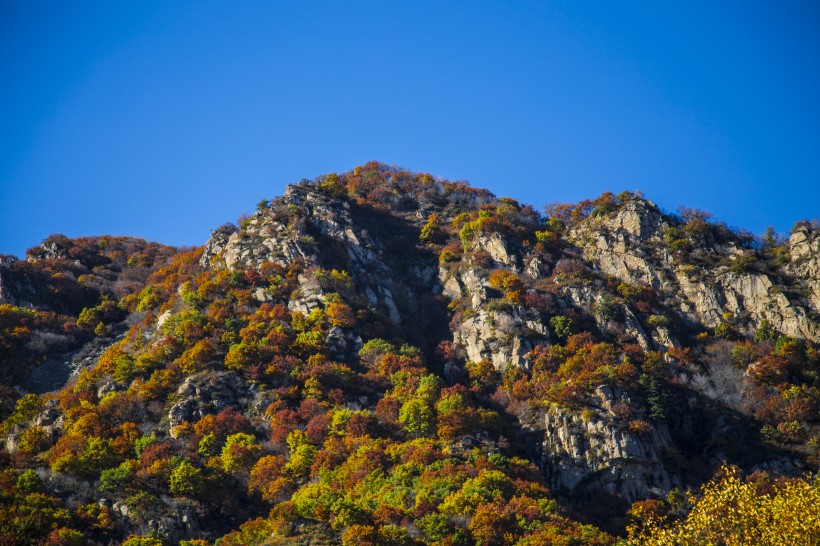 漫山遍野的金色秋景圖片