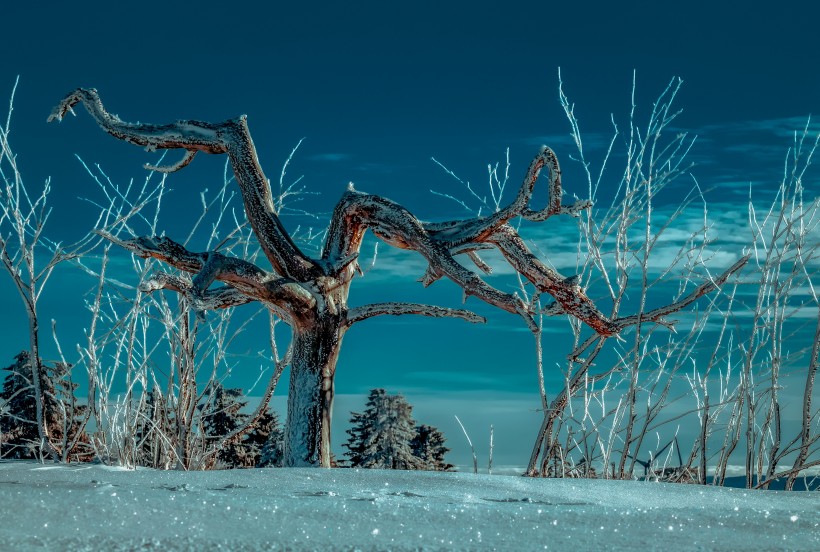 冬季蒼茫的白色雪景圖片