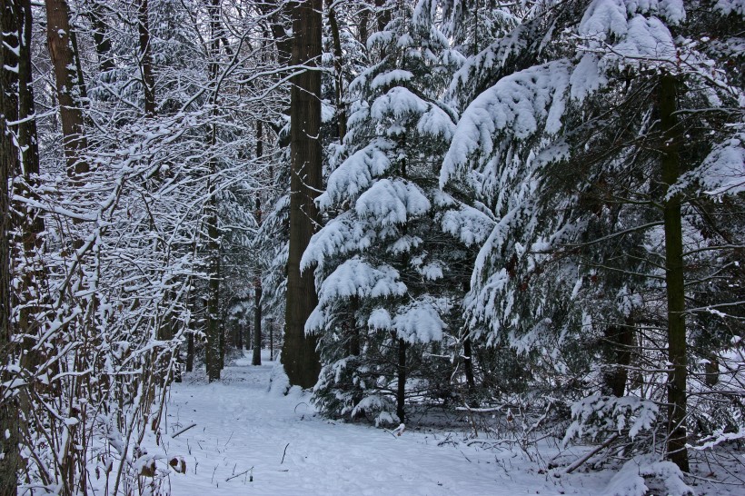 大雪覆蓋的樹木圖片