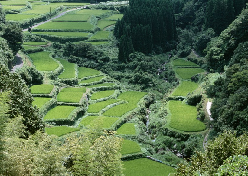 春天的田野图片