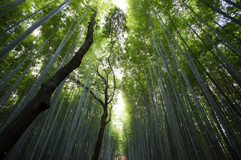 優(yōu)美的竹林風(fēng)景圖片