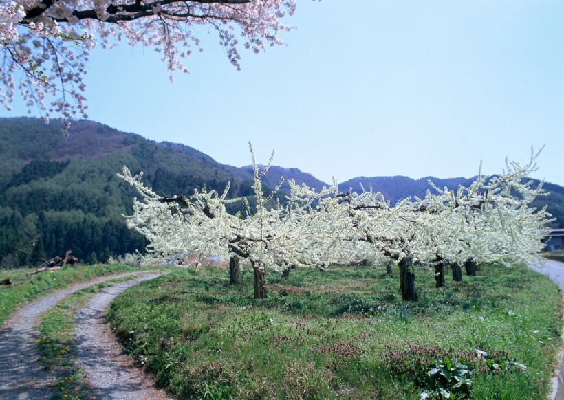 春季风景如画图片