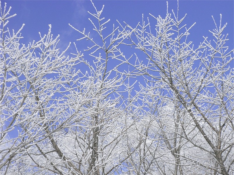 唯美白色雪景圖片