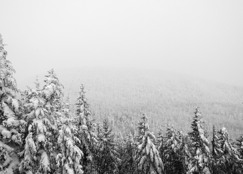 冬季白雪覆蓋的森林圖片