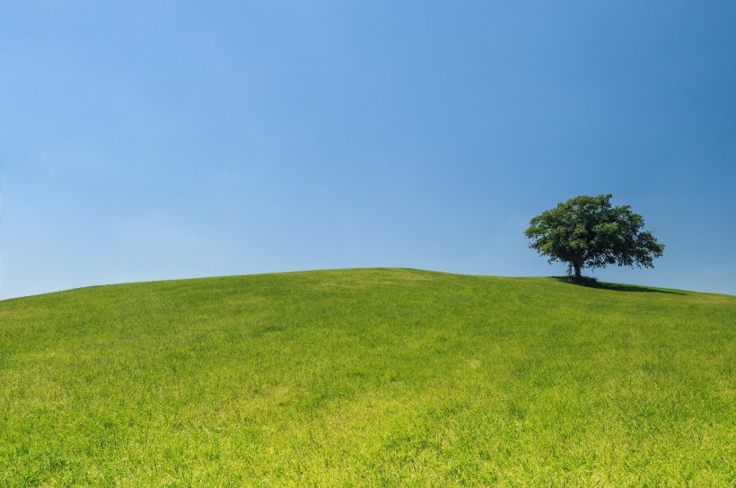 绿色草地风景图片