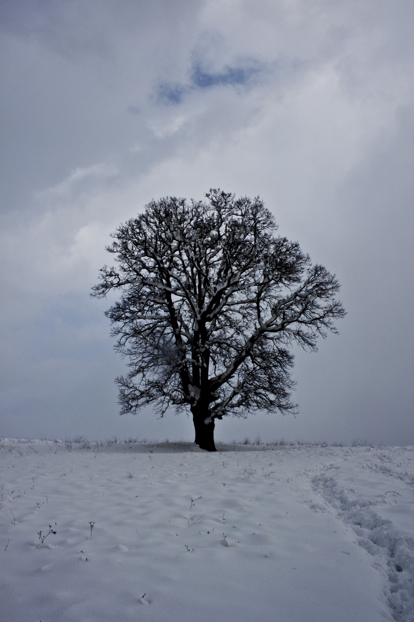 唯美白色雪景图片