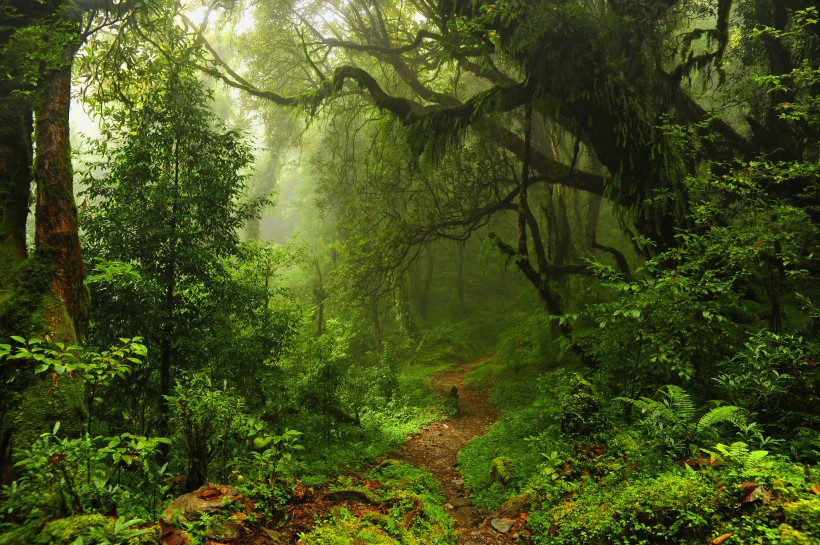 热带雨林风景图片