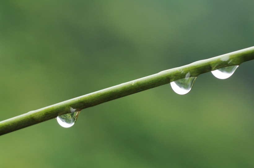 清新露水图片