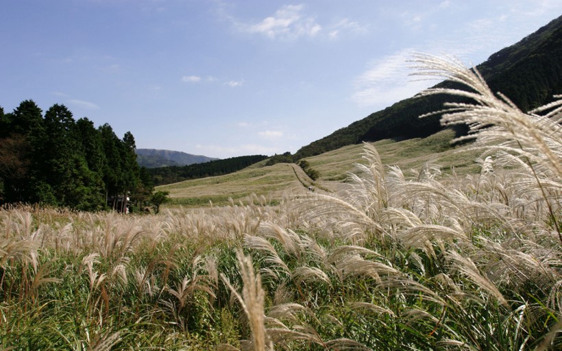 田園風(fēng)光圖片