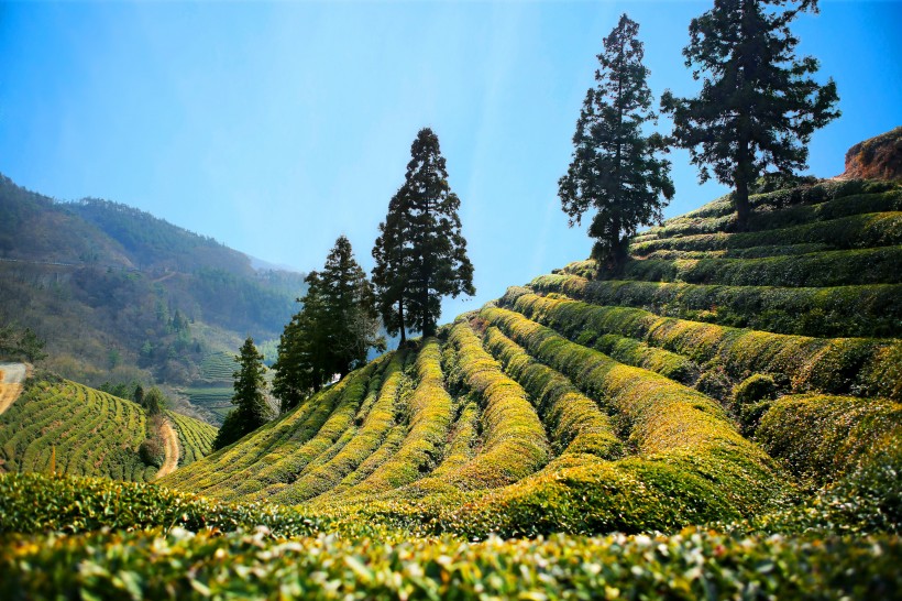 一望无际的绿色茶园风景图片