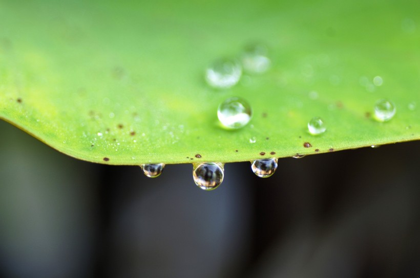 清新露水图片