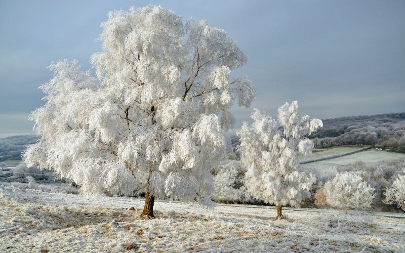 唯美的冬季雪景圖片