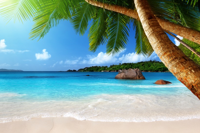 海滩椰树风景图片