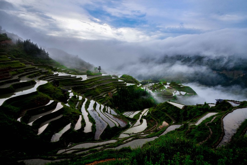 廣闊唯美的水稻梯田風(fēng)景圖片