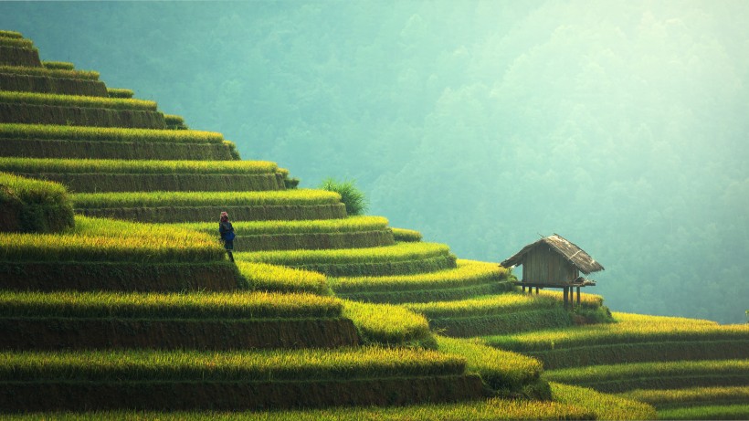 層層疊疊綠色的梯田風(fēng)景圖片