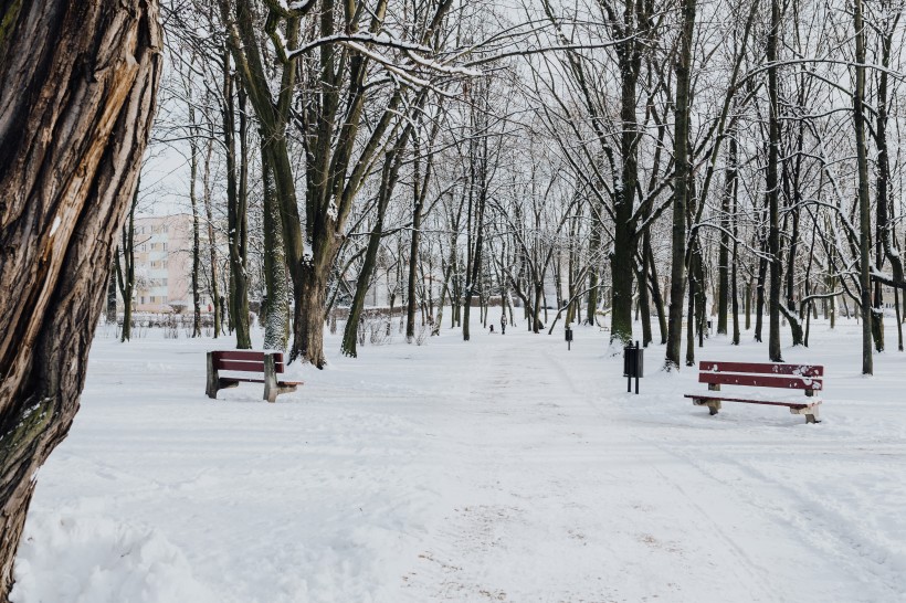 冬季白雪覆蓋的公園圖片