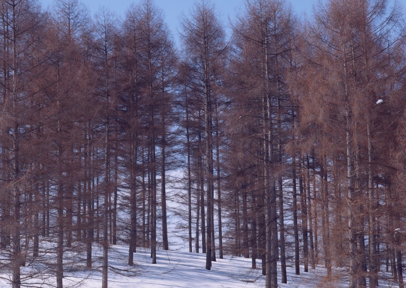 冬天的风景