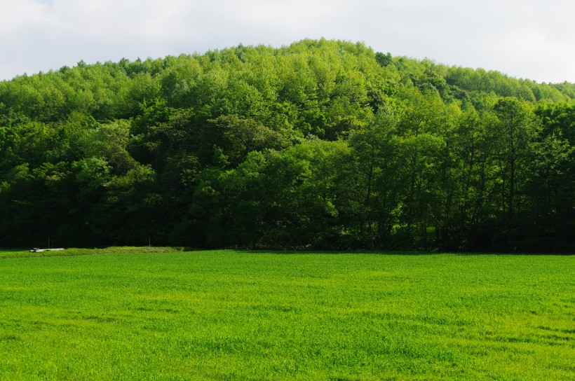 郁郁蔥蔥的綠色樹林風(fēng)景圖片