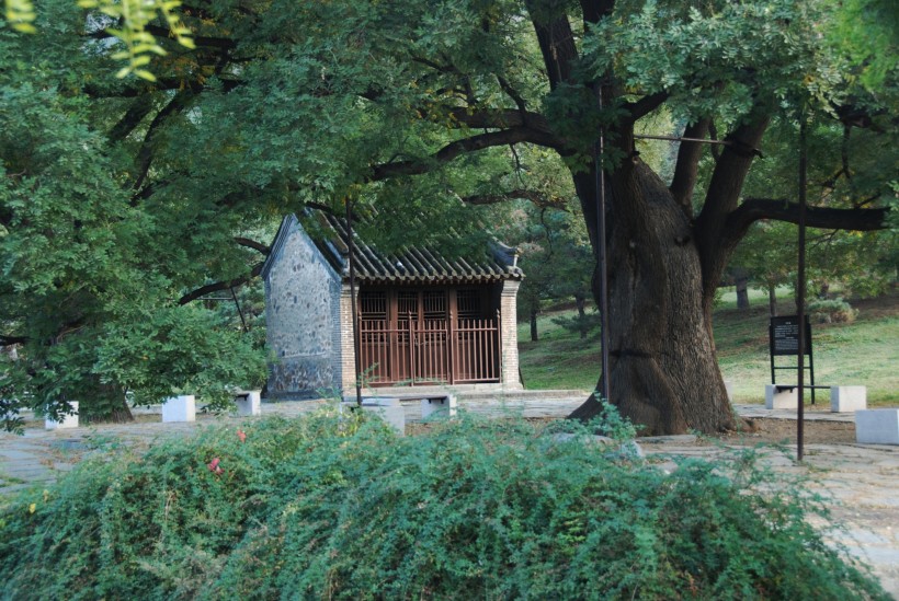 金黄色秋天风景图片