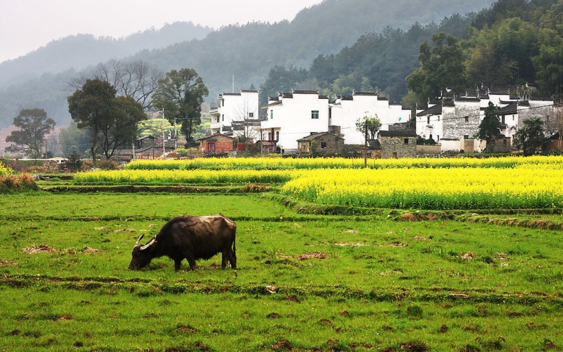 田園風(fēng)光圖片