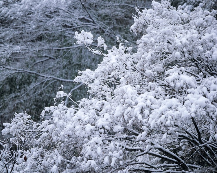 雪中树木图片